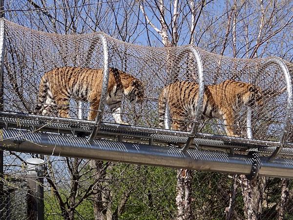 Big Cat Crossing Philadelphia Zoo01