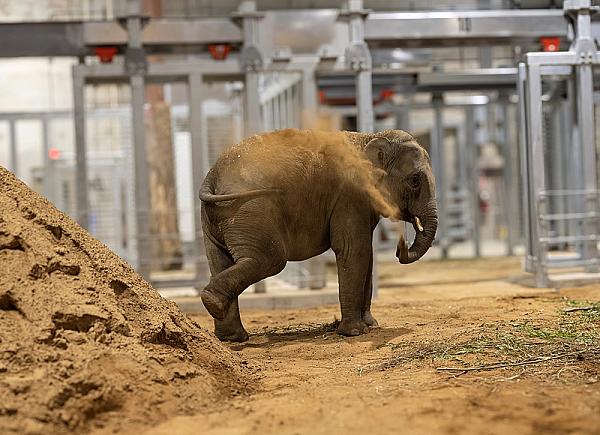 Cincinnati Zoo Elephant x600