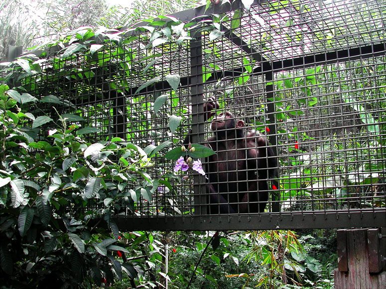 Center for Great Apes, Wauchula, FL